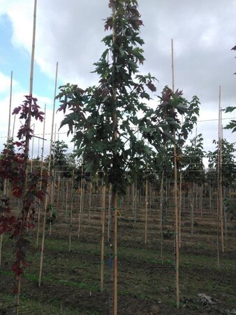 Acer freemanii 'Autumn Blaze' = 'Jeffersred' 6-8 Hoogstam wortelgoed - afbeelding 8