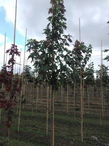 Acer freemanii 'Autumn Blaze' = 'Jeffersred' 6-8 Hoogstam wortelgoed - afbeelding 8