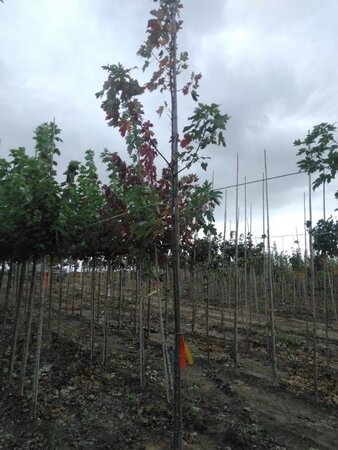 Acer freemanii 'Autumn Blaze' = 'Jeffersred' 6-8 Hoogstam wortelgoed - afbeelding 7
