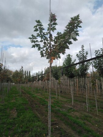 Acer freemanii 'Autumn Blaze' = 'Jeffersred' 6-8 Hoogstam wortelgoed - afbeelding 4