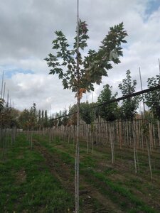Acer freemanii 'Autumn Blaze' = 'Jeffersred' 6-8 Hoogstam wortelgoed - afbeelding 4