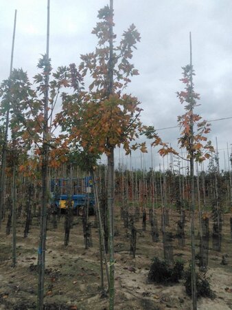 Acer freemanii 'Autumn Blaze' = 'Jeffersred' 8-10 Hoogstam wortelgoed - afbeelding 6
