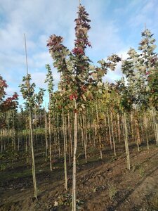 Acer freemanii 'Autumn Blaze' = 'Jeffersred' 8-10 Hoogstam wortelgoed - afbeelding 7