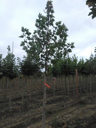 Acer freemanii 'Autumn Blaze' = 'Jeffersred' 8-10 Hoogstam wortelgoed - afbeelding 8