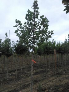Acer freemanii 'Autumn Blaze' = 'Jeffersred' 8-10 Hoogstam wortelgoed - afbeelding 8