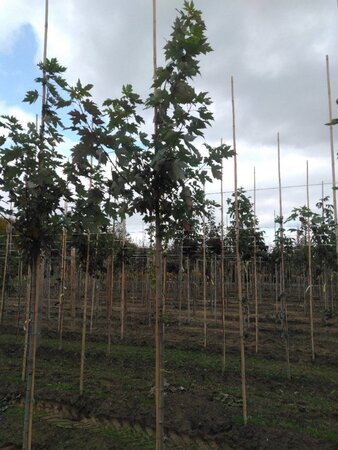 Acer freemanii 'Autumn Blaze' = 'Jeffersred' 8-10 Hoogstam wortelgoed - afbeelding 5