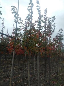 Acer freemanii 'Autumn Blaze' = 'Jeffersred' 8-10 Hoogstam wortelgoed - afbeelding 4