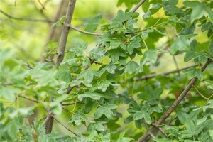 Acer monspessulanum 8-10 Hoogstam wortelgoed - afbeelding 1