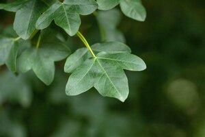 Acer monspessulanum 8-10 Hoogstam wortelgoed - afbeelding 2
