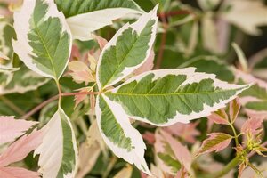 Acer negundo 'Flamingo' 6-8 Hoogstam wortelgoed - afbeelding 2