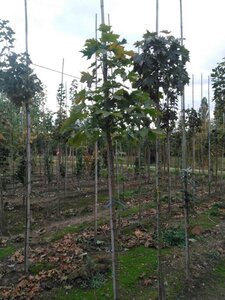 Acer plat. 'Columnare' 6-8 Hoogstam wortelgoed