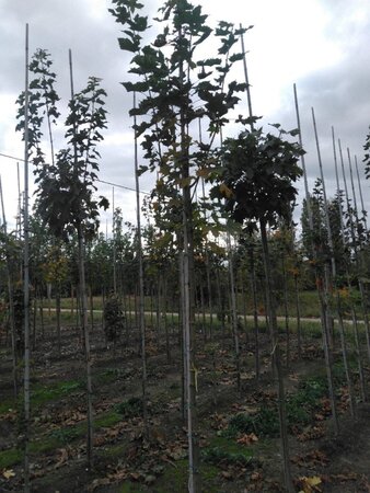 Acer plat. 'Columnare' 8-10 Hoogstam wortelgoed