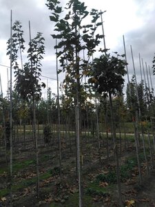 Acer plat. 'Columnare' 8-10 Hoogstam wortelgoed