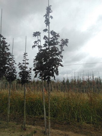 Acer plat. 'Crimson Sentry' 8-10 Hoogstam wortelgoed - afbeelding 4