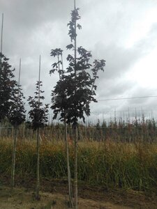 Acer plat. 'Crimson Sentry' 8-10 Hoogstam wortelgoed - afbeelding 4