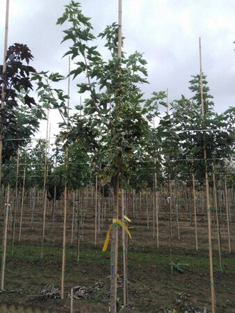 Acer plat. 'Drummondii' 6-8 Hoogstam wortelgoed - afbeelding 5