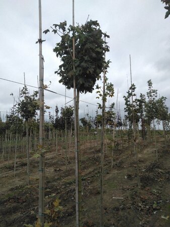 Acer plat. 'Globosum' 10-12 Hoogstam wortelgoed 225 cm stam - afbeelding 3