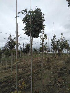 Acer plat. 'Globosum' 10-12 Hoogstam wortelgoed 225 cm stam - afbeelding 3
