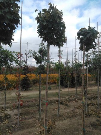 Acer plat. 'Globosum' 10-12 Hoogstam wortelgoed 225 cm stam - afbeelding 2