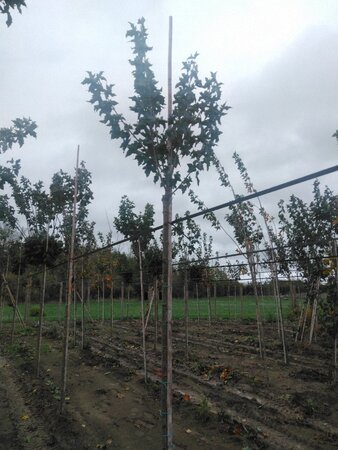 Acer plat. 'Globosum' 10-12 Hoogstam wortelgoed 225 cm stam - afbeelding 1