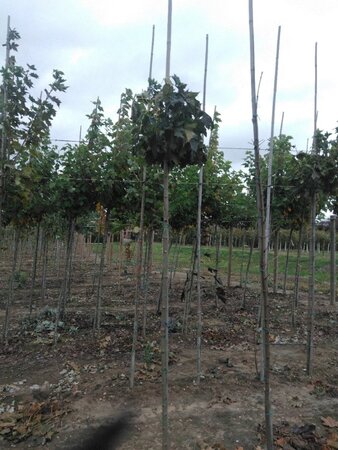 Acer plat. 'Globosum' 6-8 Hoogstam wortelgoed 225 cm stam