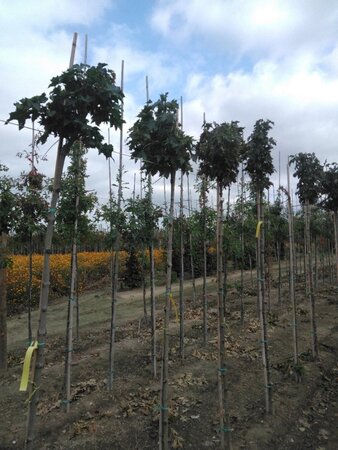 Acer plat. 'Globosum' 8-10 Hoogstam wortelgoed 225 cm stam - afbeelding 2