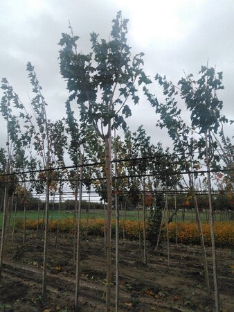 Acer plat. 'Globosum' 8-10 Hoogstam wortelgoed 225 cm stam - afbeelding 3