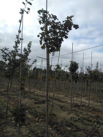 Acer plat. 'Globosum' 8-10 Hoogstam wortelgoed 225 cm stam - afbeelding 1