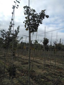 Acer plat. 'Globosum' 8-10 Hoogstam wortelgoed 225 cm stam