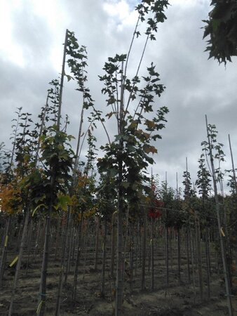Acer platanoides 10-12 Hoogstam wortelgoed - afbeelding 4