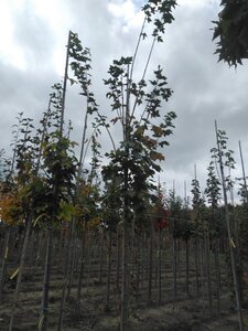 Acer platanoides 10-12 Hoogstam wortelgoed - afbeelding 4