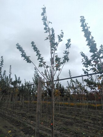 Acer platanoides 10-12 Hoogstam wortelgoed - afbeelding 5