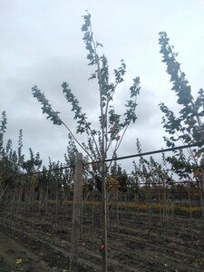 Acer platanoides 10-12 Hoogstam wortelgoed - afbeelding 5