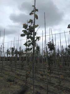 Acer platanoides 6-8 Hoogstam wortelgoed - afbeelding 6