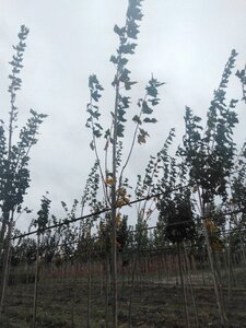 Acer platanoides 6-8 Hoogstam wortelgoed - afbeelding 5