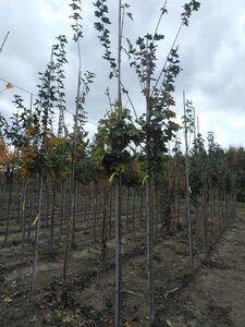 Acer platanoides 8-10 Hoogstam wortelgoed - afbeelding 4