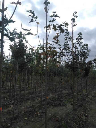 Acer platanoides 8-10 Hoogstam wortelgoed - afbeelding 5