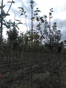 Acer platanoides 8-10 Hoogstam wortelgoed - afbeelding 5