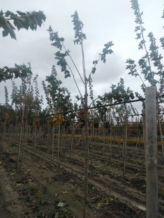Acer platanoides 8-10 Hoogstam wortelgoed - afbeelding 6
