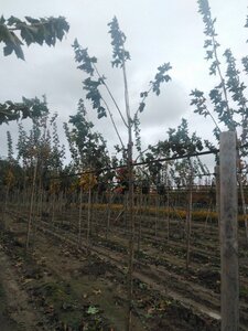 Acer platanoides 8-10 Hoogstam wortelgoed - afbeelding 6