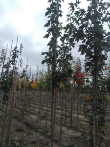 Acer pseudoplatanus 10-12 Hoogstam wortelgoed - afbeelding 4