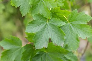 Acer pseudoplatanus 12-14 Hoogstam draadkluit 2 X verplant - afbeelding 1