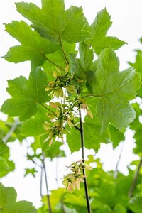 Acer pseudoplatanus 12-14 Hoogstam draadkluit 2 X verplant - afbeelding 2