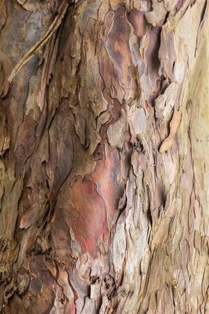 Acer pseudoplatanus 12-14 Hoogstam draadkluit 2 X verplant - afbeelding 3