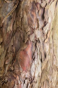 Acer pseudoplatanus 12-14 Hoogstam draadkluit 2 X verplant - afbeelding 3