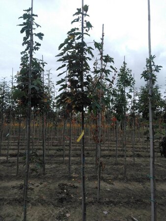 Acer pseudoplatanus 6-8 Hoogstam wortelgoed - afbeelding 5