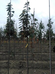 Acer pseudoplatanus 6-8 Hoogstam wortelgoed - afbeelding 5