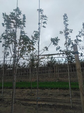 Acer pseudoplatanus 6-8 Hoogstam wortelgoed - afbeelding 4