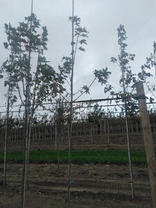 Acer pseudoplatanus 6-8 Hoogstam wortelgoed - afbeelding 4