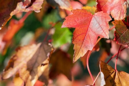 Acer rubrum 'Brandywine' 6-8 Hoogstam wortelgoed - afbeelding 1